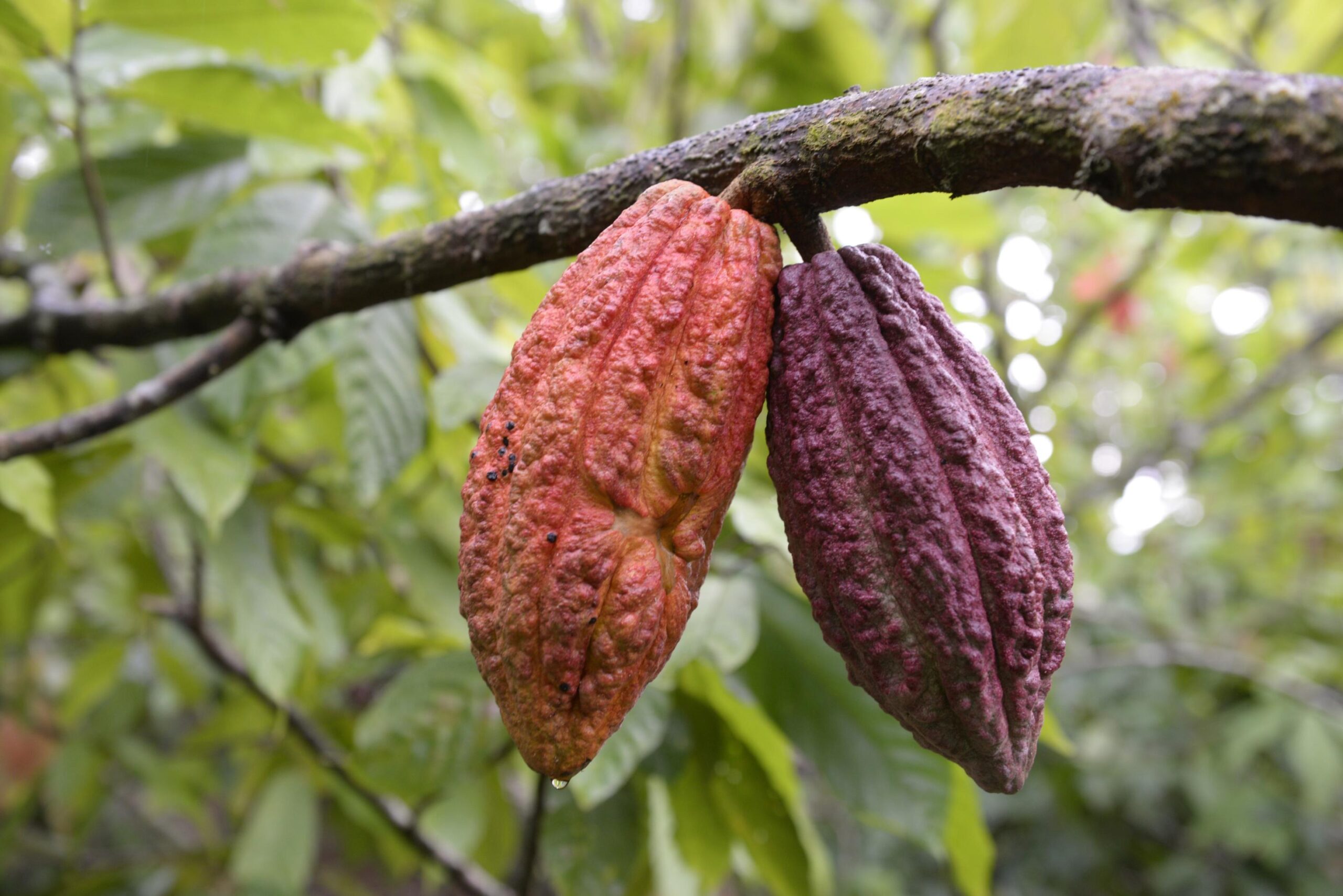 CACAO FINO DE AROMA