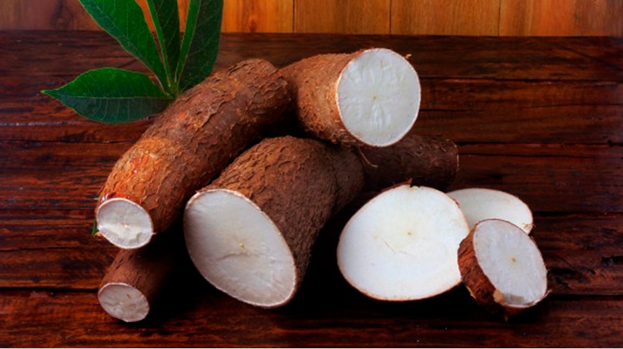 YUCA AMAZÓNICA