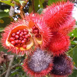ACHIOTE NATURAL